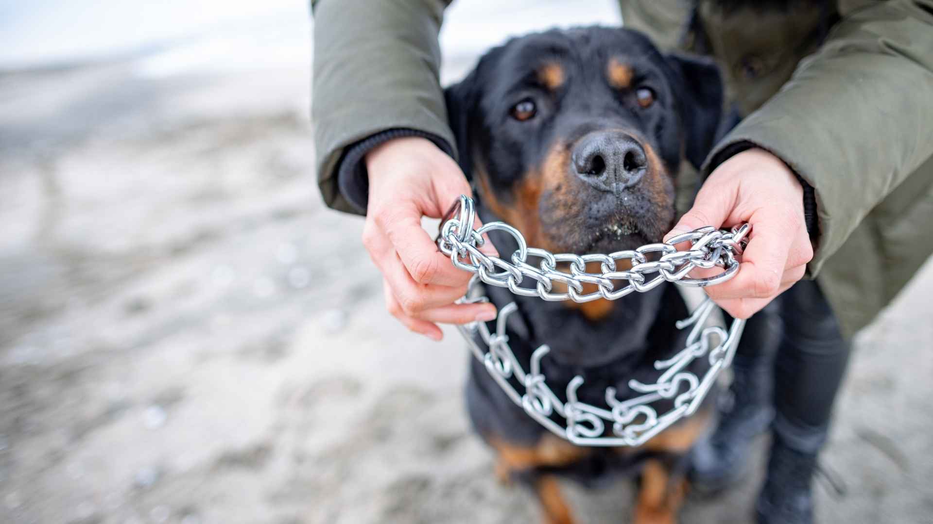 Collar de pinchos para perro